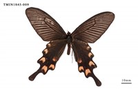 藏品(長尾麝鳳蝶)的圖片